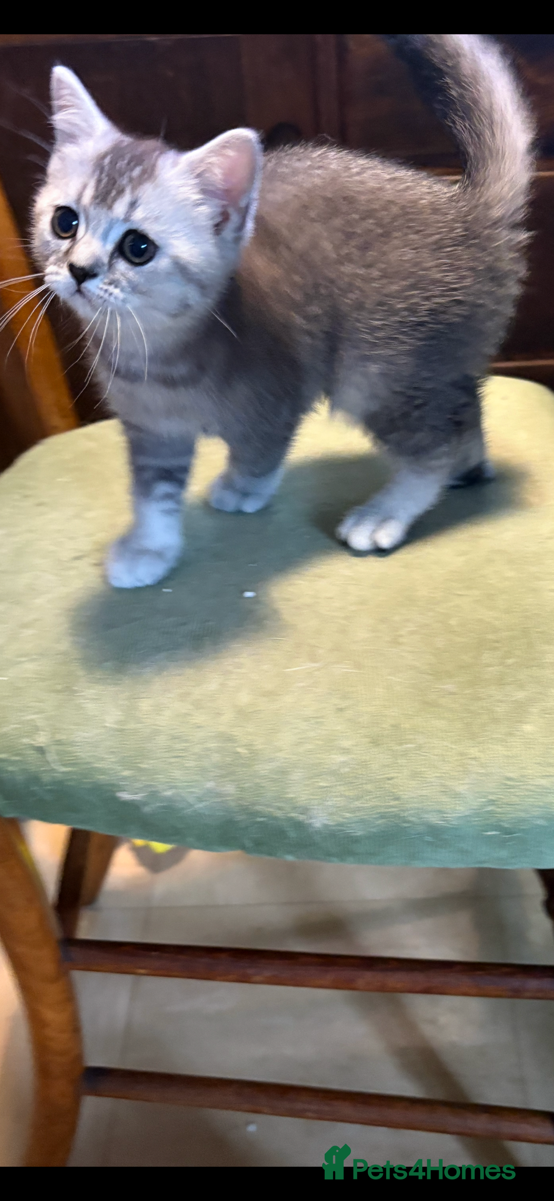 British Shorthair cats for sale: Beautiful silver black tipped girl 💕 - Image 16