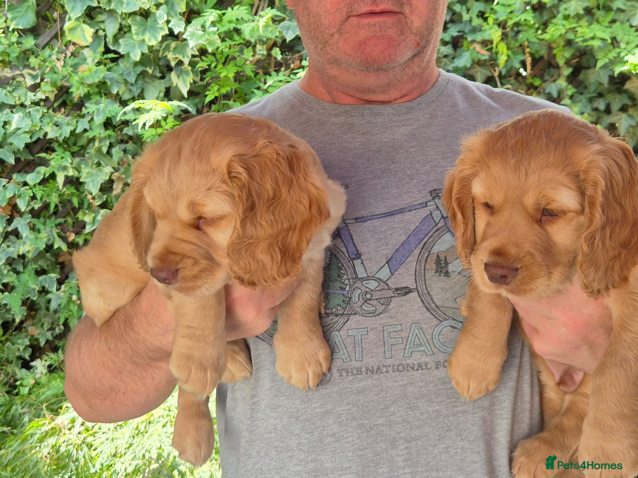 Cocker Spaniel dogs KC REGISTERED WORKING COCKER SPANIEL PUPPIES  - Advert 1
