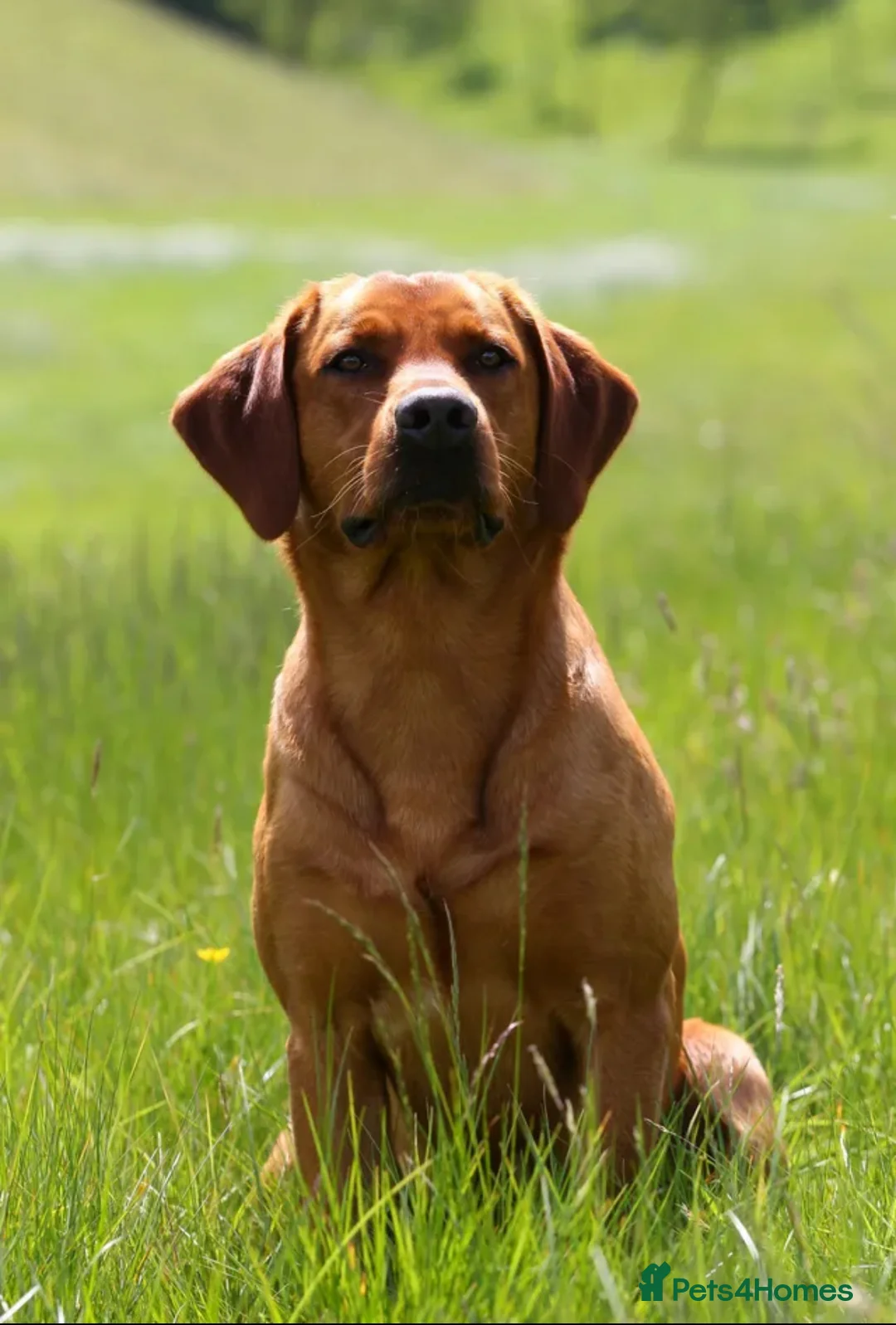Labrador Retriever dogs for sale: Labrador Puppies out of FTCH in Bromyard - Advert 6