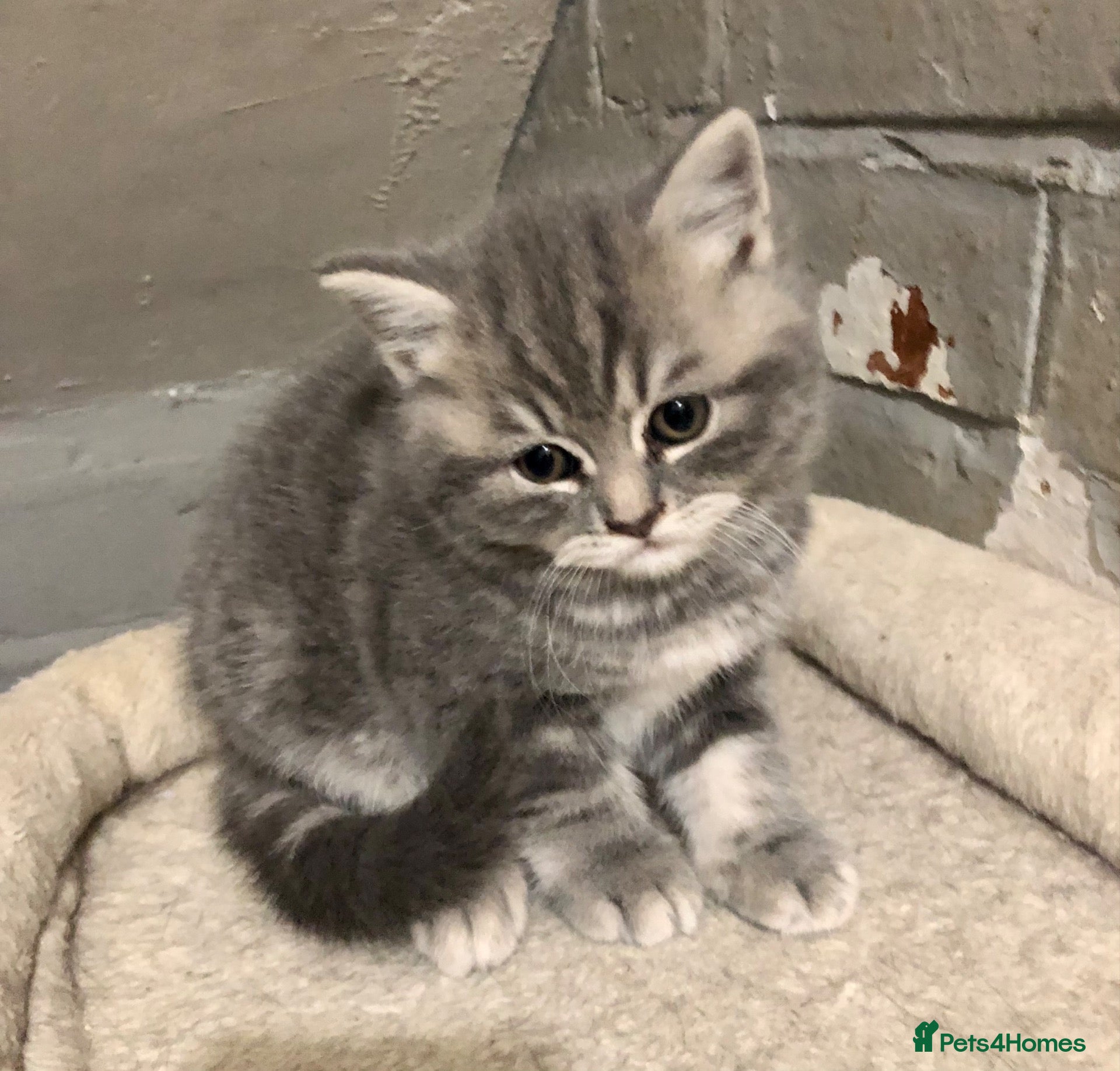 British Shorthair cats British Shorthair Kittens Full GCCF Registration  - Advert 2