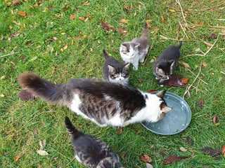 Mixed Breed cats Various Coloured Kittens - Advert 5