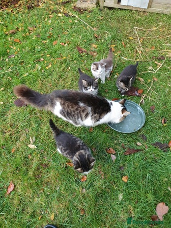 Mixed Breed cats Various Coloured Kittens - Advert 7