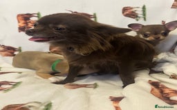 Chihuahua dogs for sale: Ready to go KC Chi pups - Image 5