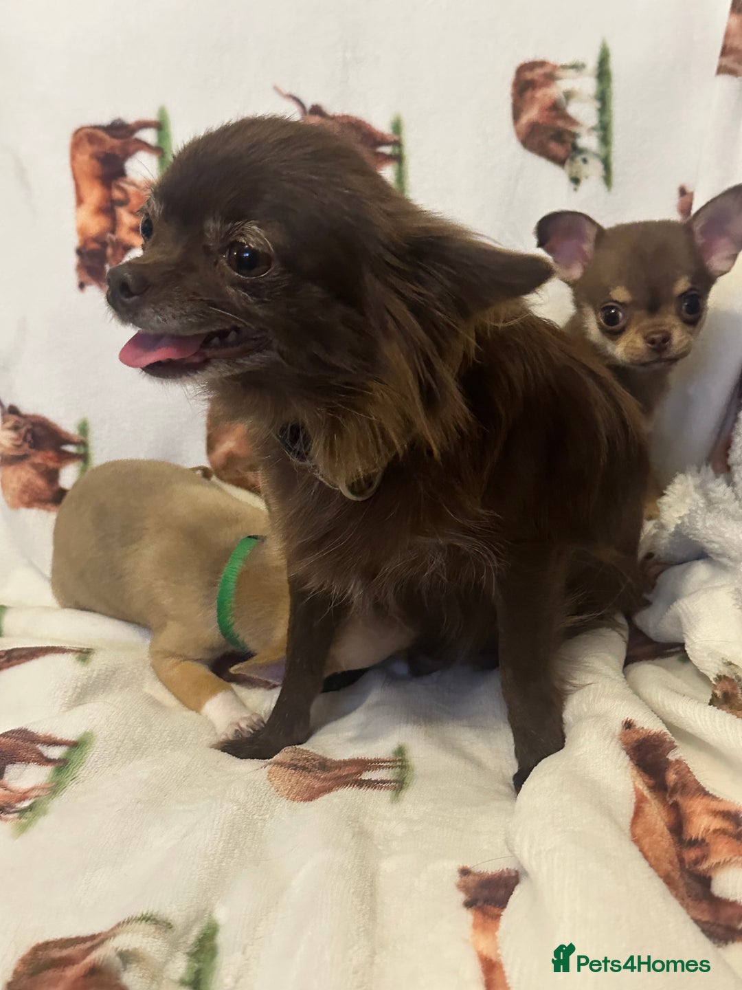 Chihuahua dogs for sale: Ready to go KC Chi pups - Image 5