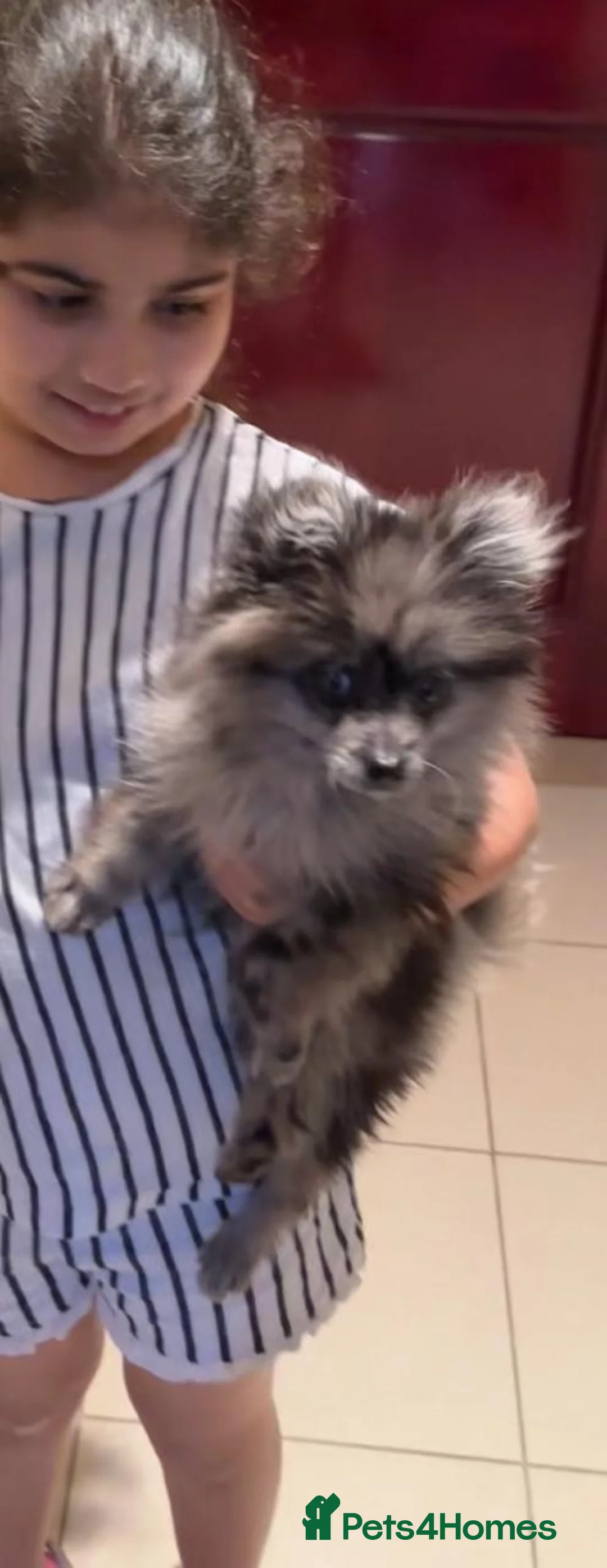 Pomeranian dogs for stud: High-Quality Wolf Sable Pomeranian Stud| Abu Dhabi - Advert 11
