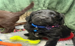 Cocker Spaniel dogs for sale: Cocker Spaniel Puppies - Image 3