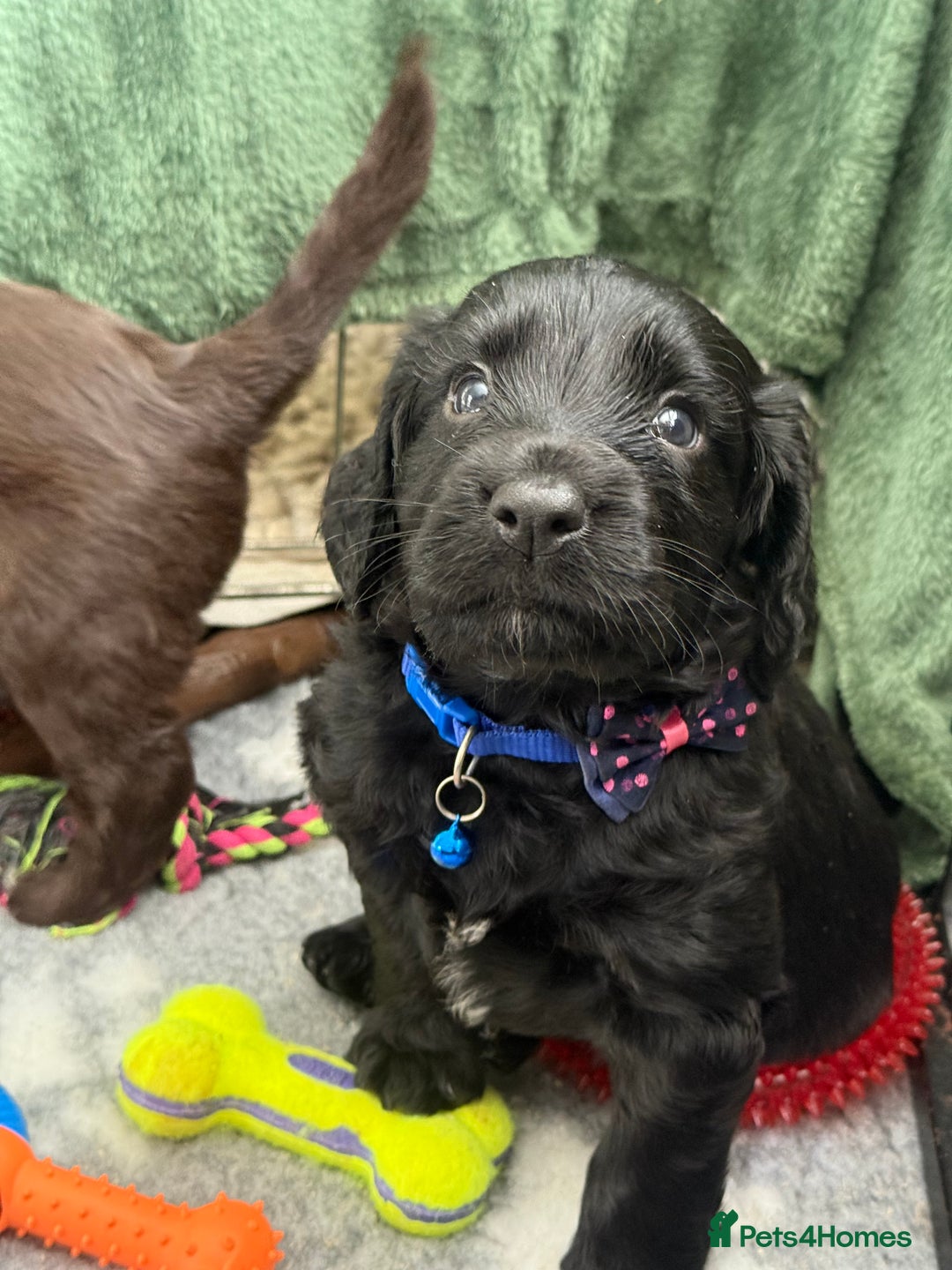 Cocker Spaniel dogs for sale: Cocker Spaniel Puppies - Image 3