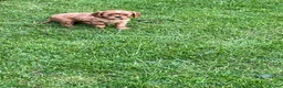 Cavalier King Charles Spaniel dogs for sale: KCR Cavalier King Charles Spaniel Puppies - Advert 35