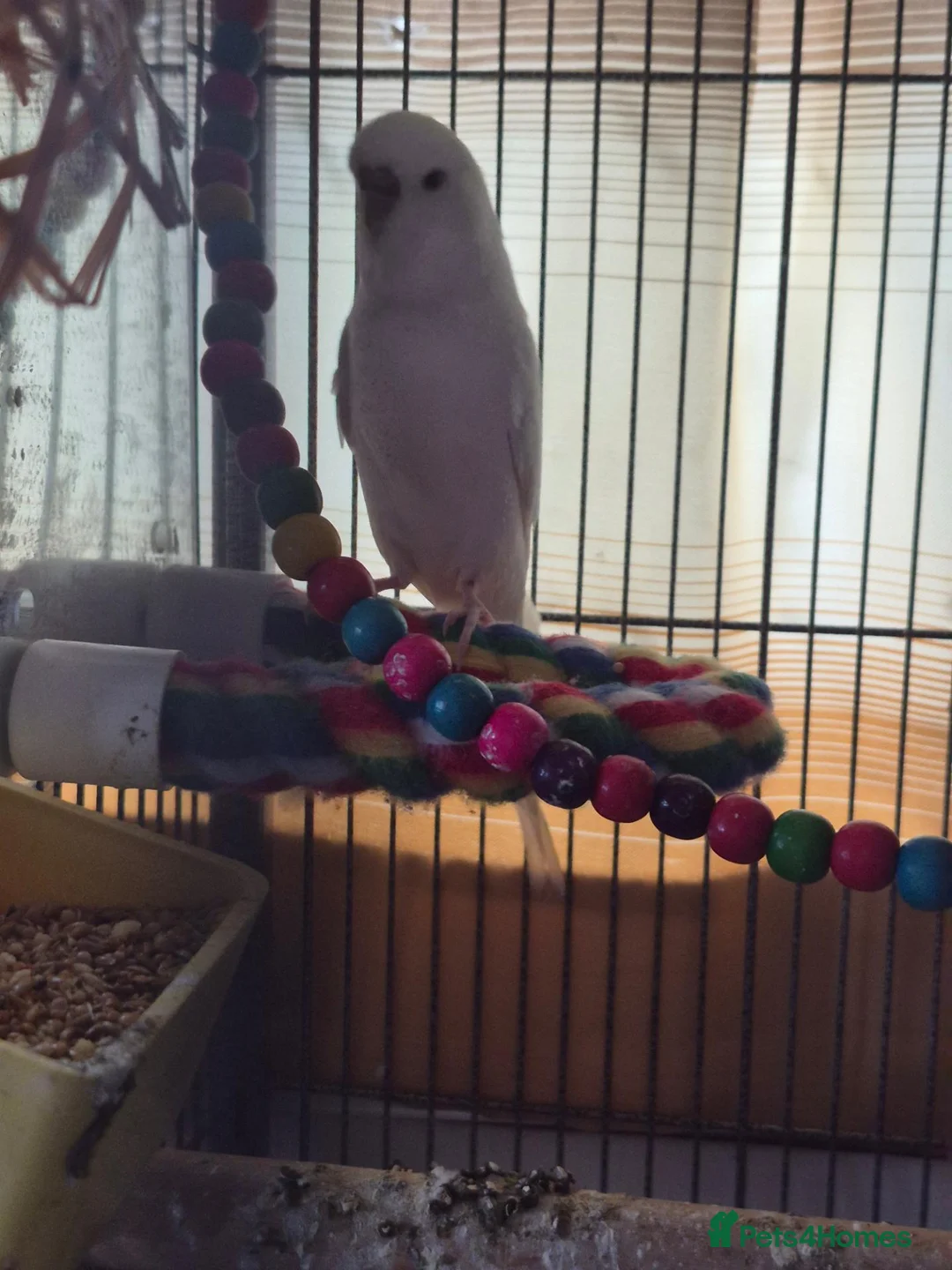 Budgerigars birds for sale: Budgie, cage and accessories for sale in Hartlepool - Advert 2