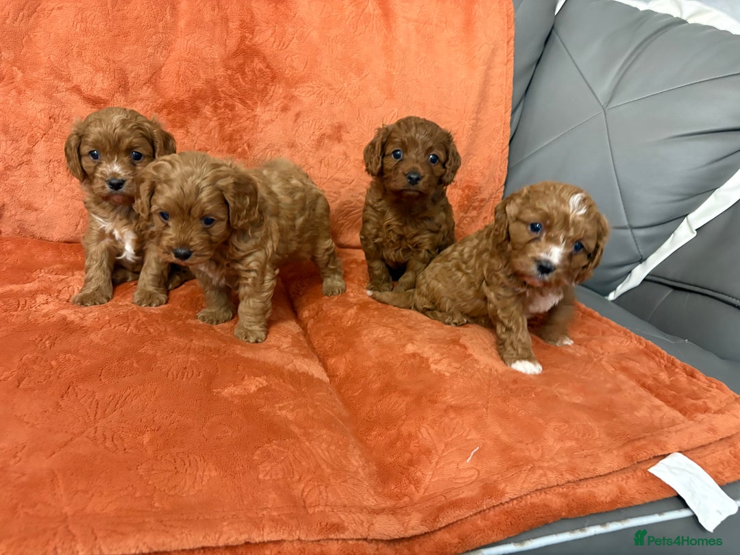 Cavapoo dogs for sale: 4 F1 Cavapoo puppies  - Image 13