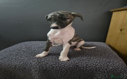 Whippet dogs for sale: ✅️ Ready to leave - KC whippets 🧡 - Image 26
