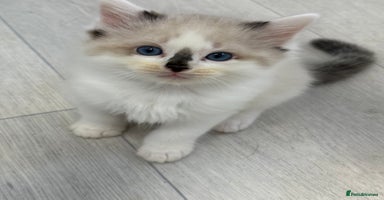 Ragdoll cats - Advert 2