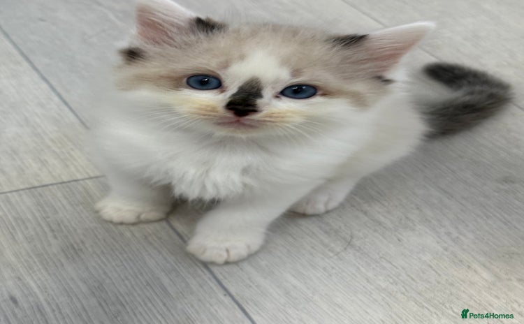 Ragdoll cats - Advert 10