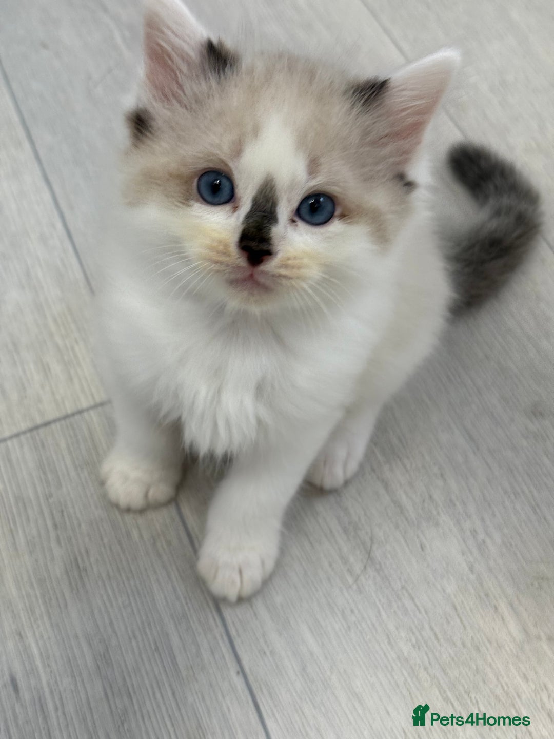 Ragdoll cats for sale: 🎀 Ragdoll kittens 🎀 2 left - Image 5