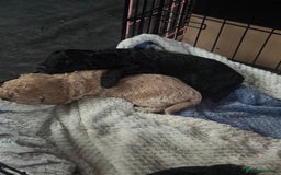 Bordoodle dogs for sale: F1B Bordoodle Puppies - Image 18
