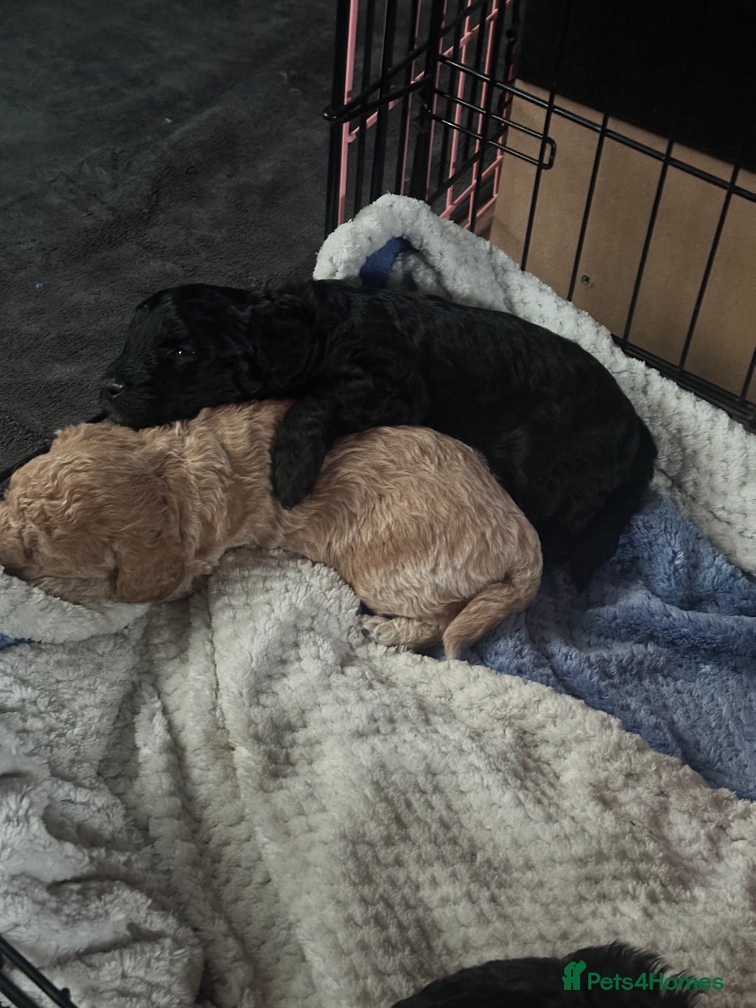 Bordoodle dogs for sale: F1B Bordoodle Puppies - Image 18