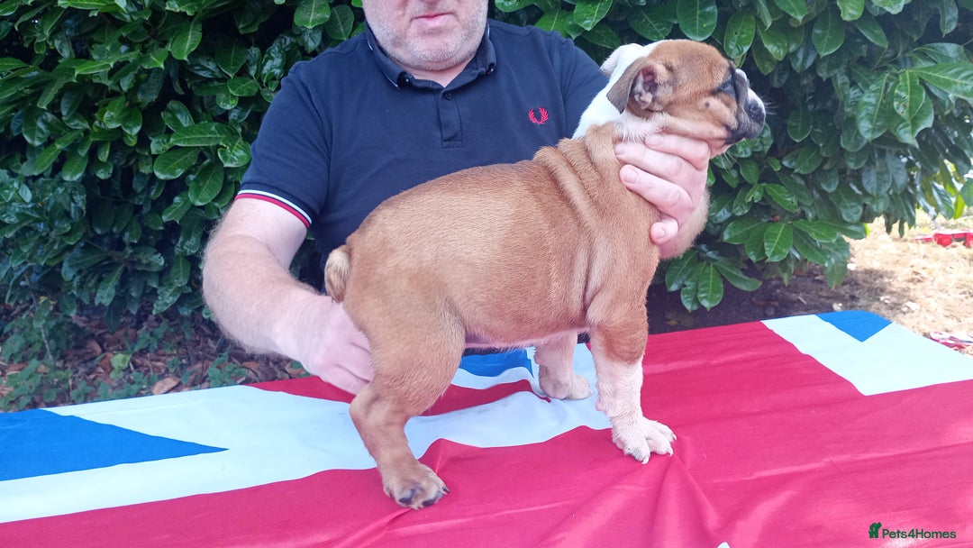 Old Tyme Bulldog dogs for sale: Victorian Bulldogs HEALTH TESTED - Image 10