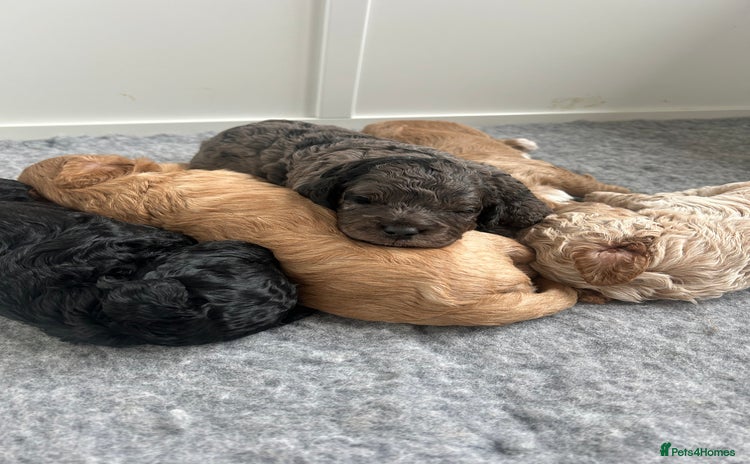 Cavapoo dogs - Advert 3