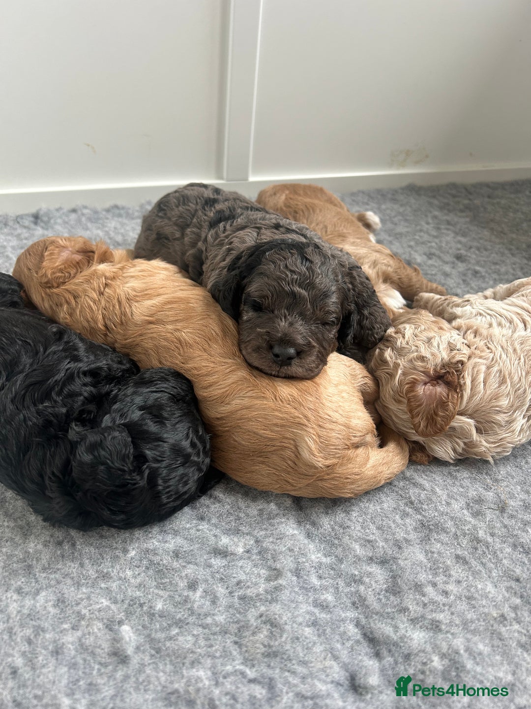 Cavapoo dogs for sale: 💕🐾 Tiny Paws, Big Heart 🐾💕Toy Cavapoo  - Image 10