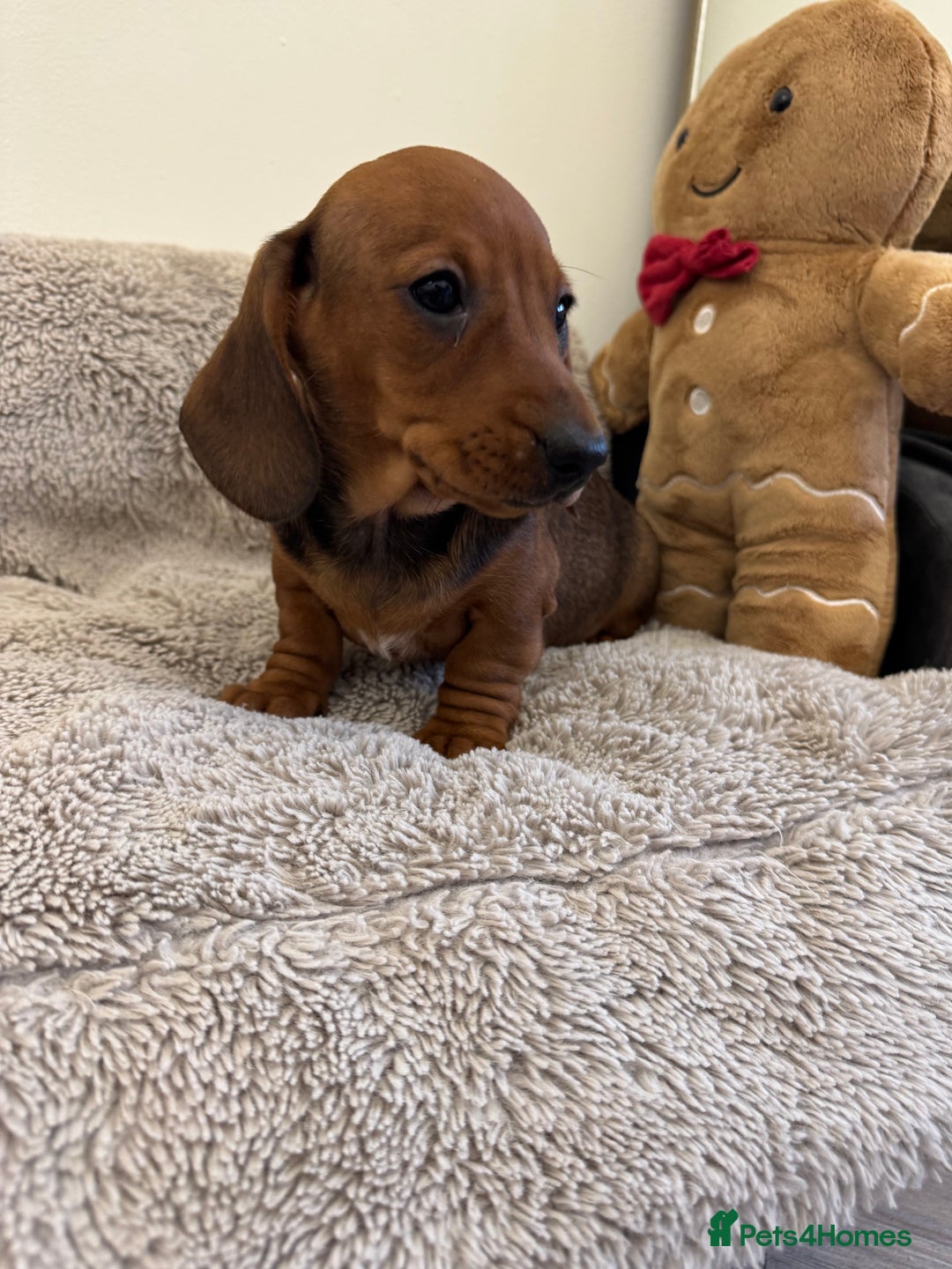 Miniature Dachshund dogs for sale: Miniature dachshund  - Advert 4
