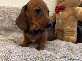 Miniature Dachshund dogs Miniature dachshund - Advert 18