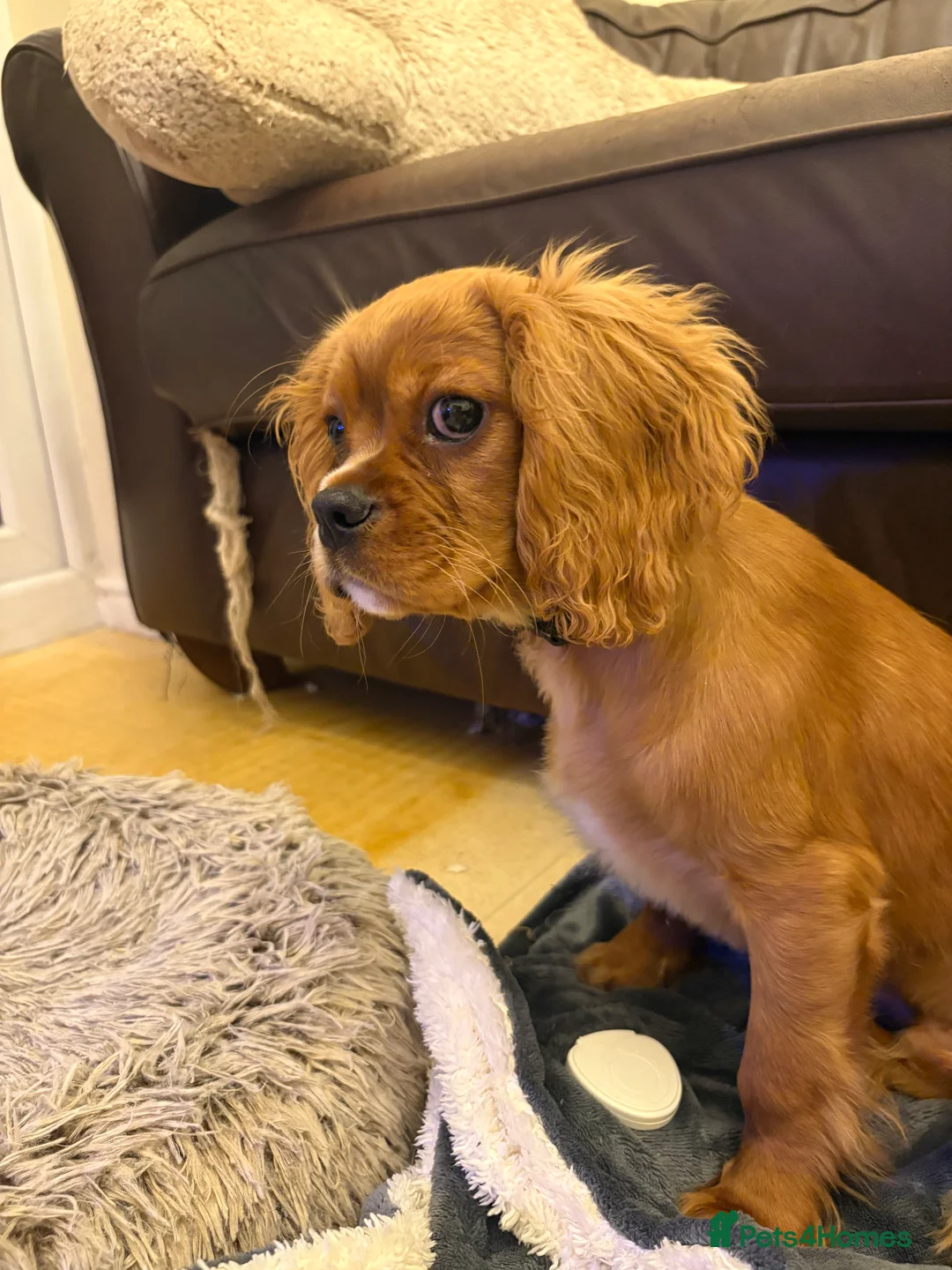 Cavalier King Charles Spaniel dogs for sale: 4 month old male King Charles spaniel for sale - Advert 1