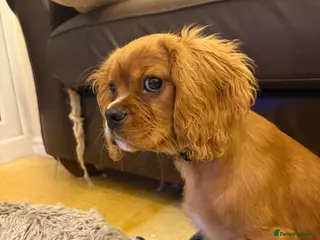 Cavalier King Charles Spaniel dogs 4 month old male King Charles spaniel for sale - Advert 1