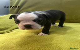 Boston Terrier dogs for sale: Boston terriers for sale - Image 5
