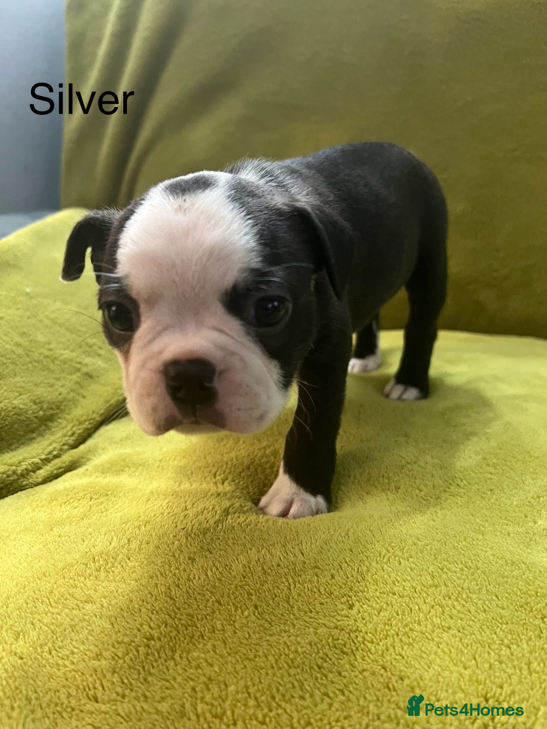 Boston Terrier dogs for sale: Boston terriers for sale - Image 5