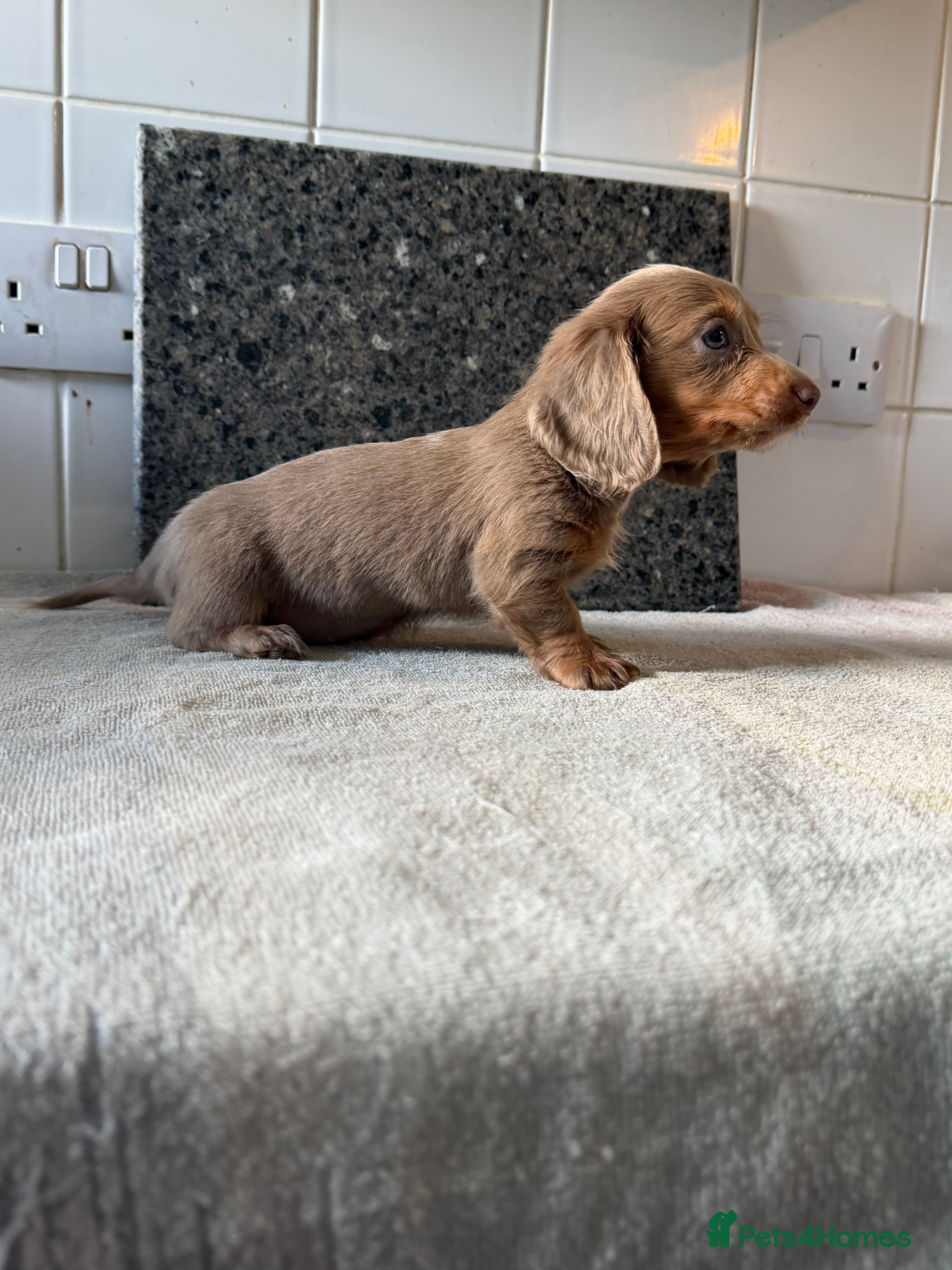 Miniature Dachshund dogs Last 4 pups reduced and ready to leave  - Advert 2