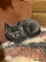 British Shorthair cats - Advert 11