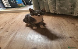British Shorthair cats for sale: Fluffy - Image 2