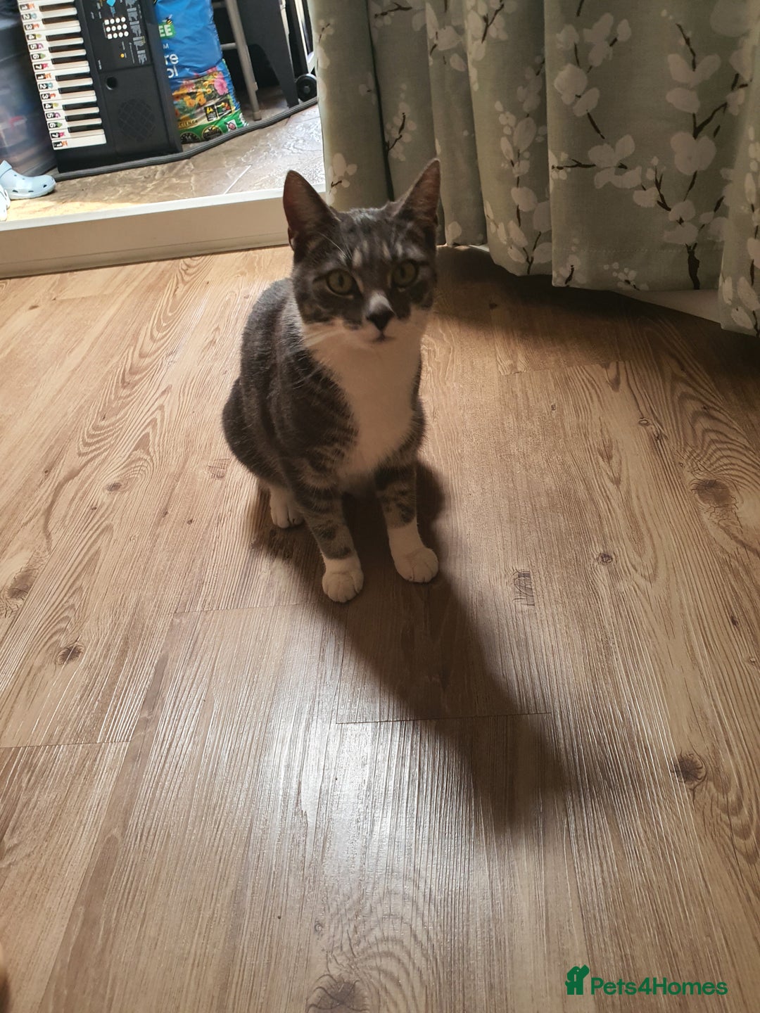 British Shorthair cats for sale: Fluffy - Image 2