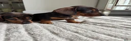 Miniature Dachshund dogs for sale: Miniature dachshund  - Advert 6