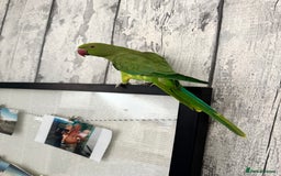 Ringnecks birds for sale: X2 bonded ring necks  - Image 4