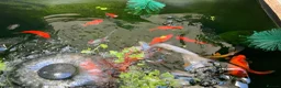 Goldfish fish for sale: Gold fish orfes and shubunkin in Paignton - Advert 4