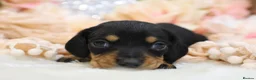 Miniature Dachshund dogs for sale: KC Miniature Dachshund Puppies - Advert 26