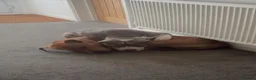 Mixed Breed dogs for sale: Rehoming Snoopy - Advert 2