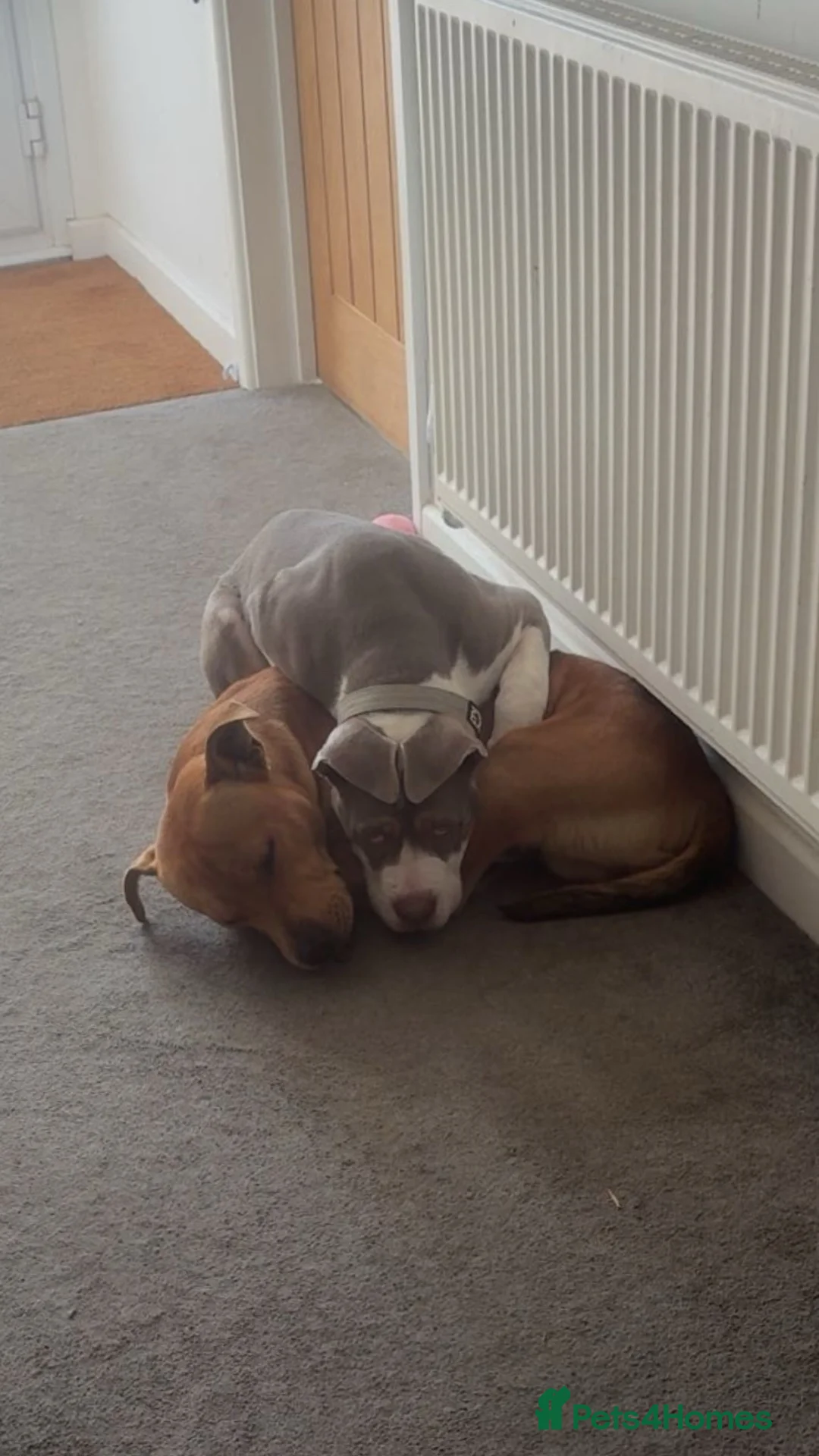 Mixed Breed dogs for sale: Rehoming Snoopy - Advert 2