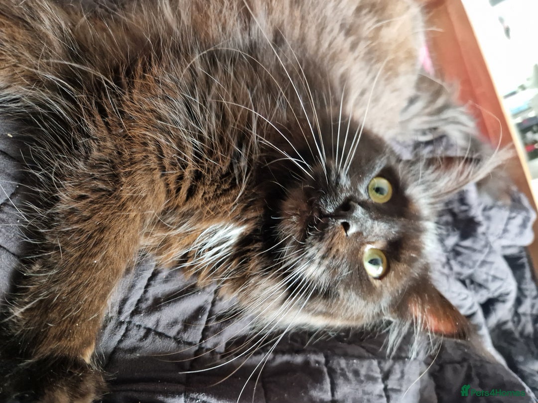 Maine Coon cats for sale: Stunning main coon girl for sale - Image 6