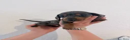 Miniature Dachshund dogs for sale: Beautiful dachshunds !   - Advert 18