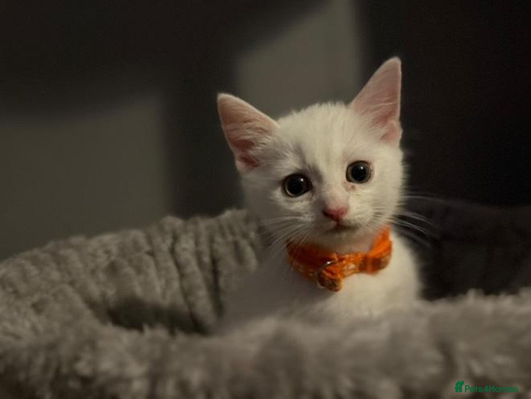 Turkish Angora cats for sale: Turkish Angora kittens - Image 12
