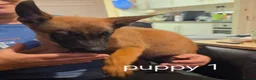 Belgian Shepherd Dog dogs for sale: Belgian Malinois Puppies for Sale- 11 weeks old - Advert 17