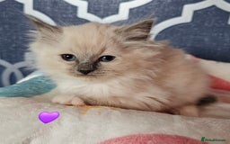 Ragdoll cats for sale: 🏆 CHAMPION FATHER 🏆GCCF REGISTERED KITTENS  - Image 25