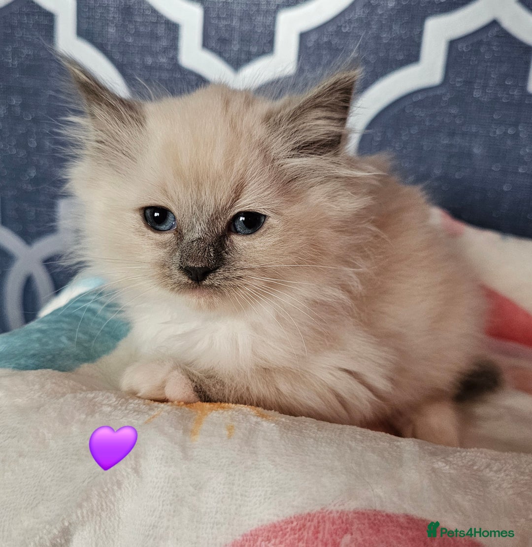 Ragdoll cats for sale: 🏆 CHAMPION FATHER 🏆GCCF REGISTERED KITTENS  - Image 25