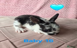 Rex rabbits for sale: Gorgeous coloured mini rex babies - Image 11