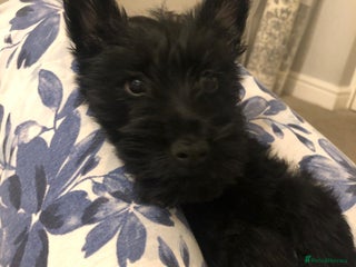 Scottish Terrier dogs Female Scottish terrier - Advert 1