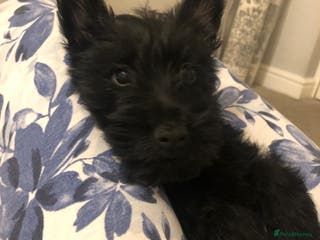 Scottish Terrier dogs Female Scottish terrier - Advert 1