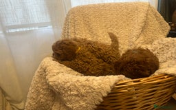 Toy Poodle dogs for sale: 🤎Toy poodles🤎 - Image 25