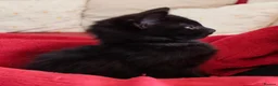 Mixed Breed cats for sale: Beautiful black kittens for sale. in Alloa - Advert 12